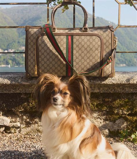 mytheresa gucci pet collection|gucci pet collection.